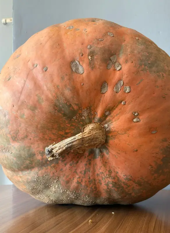 A Giant Pumpkin