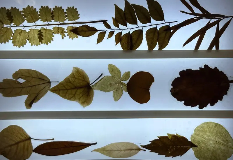 Leaf Shapes and Veins
