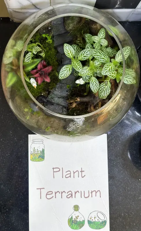 Plant Terrarium