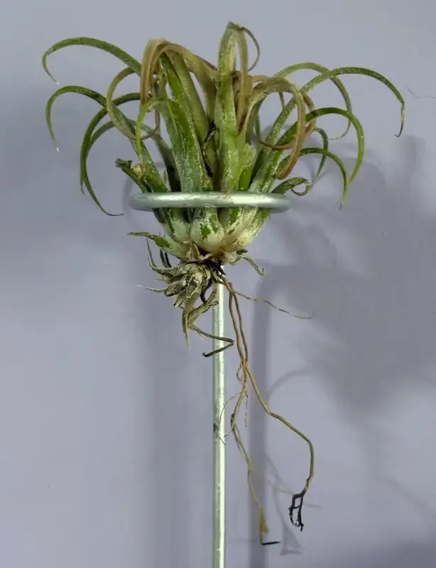 The Air Plant