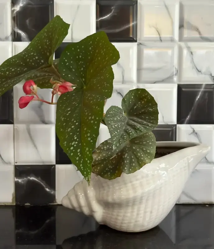 Polka-Dot Begonia