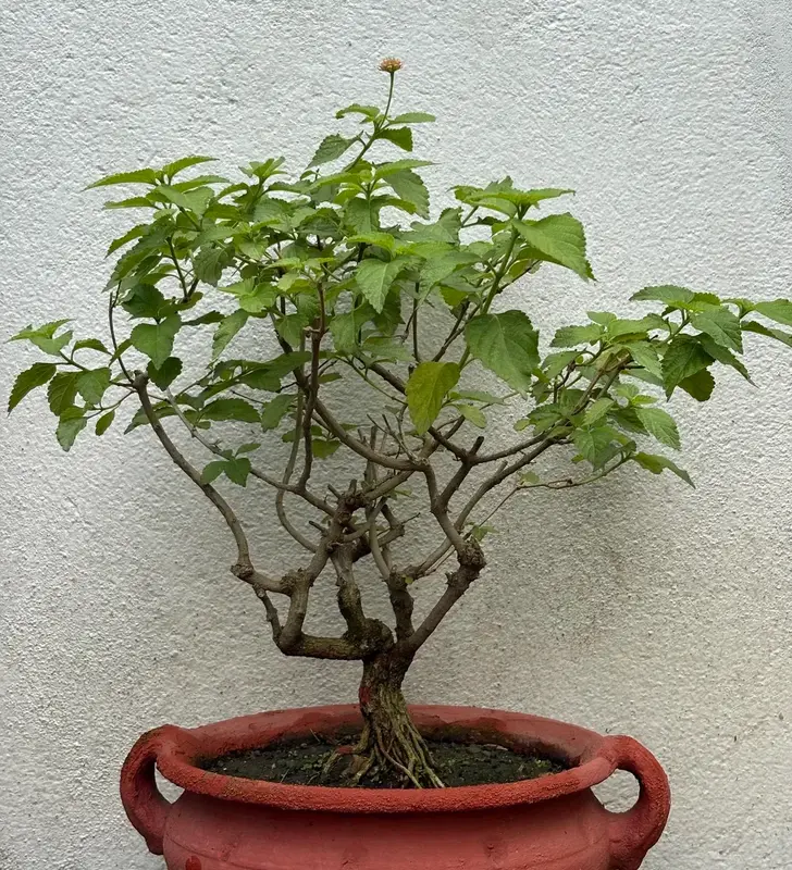 Lantana Bonsai