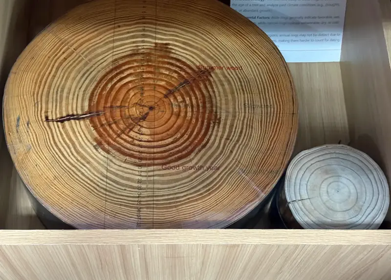 Tree Ring Cross-Section