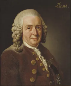 A painted portrait of Carl Linnaeus in a powdered wig