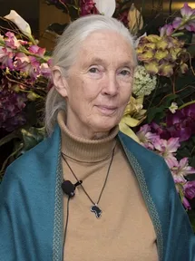 A photograph of Jane Goodall with white hair in a ponytail