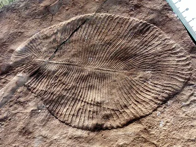 The fossil of Dickinsonia: a flat oval with ribs running from a central line, pressed into rock