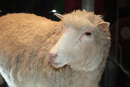 Dolly the sheep, preserved and on show at the National Museum of Scotland