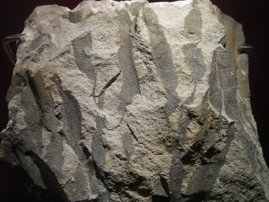 The fossil roots and stump of one of the first trees, in a museum