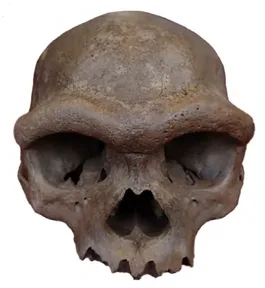 A large ancient human skull from Harbin, China, now thought to be a Denisovan
