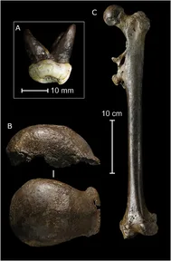 The fossils of Java Man, a Homo erectus: a tooth, the top of a skull and a thigh bone