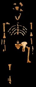 Lucy’s fossil bones laid out in the shape of her skeleton on a black background