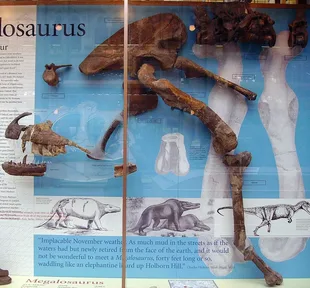 Fossil bones of Megalosaurus, including a jaw with teeth, in a museum