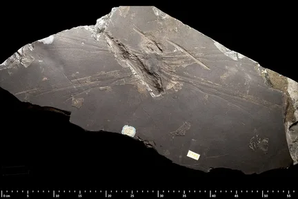 The fossil wing of the giant insect Meganeura, pressed in dark rock