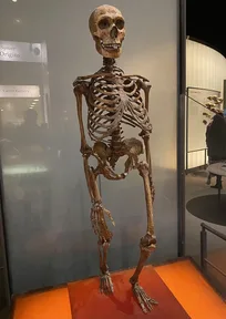 A Neanderthal skeleton standing in a museum