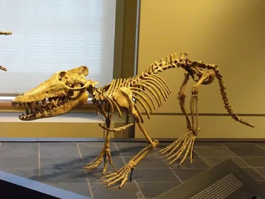 A museum model of Pakicetus, a four-legged, wolf-sized ancestor of whales
