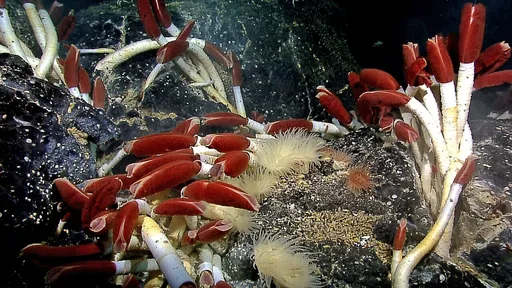 Giant tube worms with red tips crowded on the dark seafloor near a hot spring