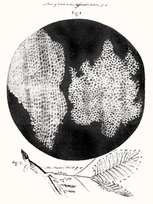 Robert Hooke’s drawing of a thin slice of cork under the microscope, showing rows of little boxes