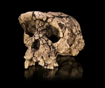 A cast of the skull of Sahelanthropus, nicknamed Toumaï