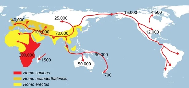 A world map with arrows showing how modern humans spread out of Africa to every continent