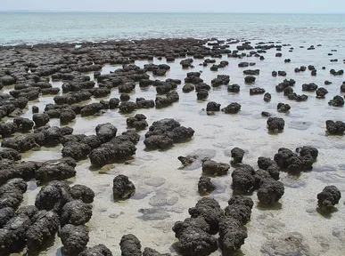 Rounded rocky mounds in shallow seawater at Shark Bay, Australia