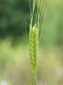 Einkorn, one of the first kinds of wheat people grew