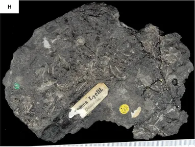 The fossil skeleton of Hylonomus, a small early reptile, in rock
