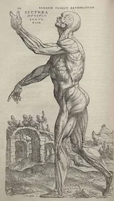 A drawing of a human body with the skin removed to show the muscles, standing in a landscape